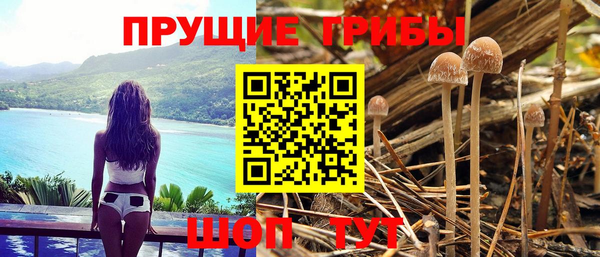 Сланцы  Псилоцибиновые грибы Psilocybe  Вход с VPN 